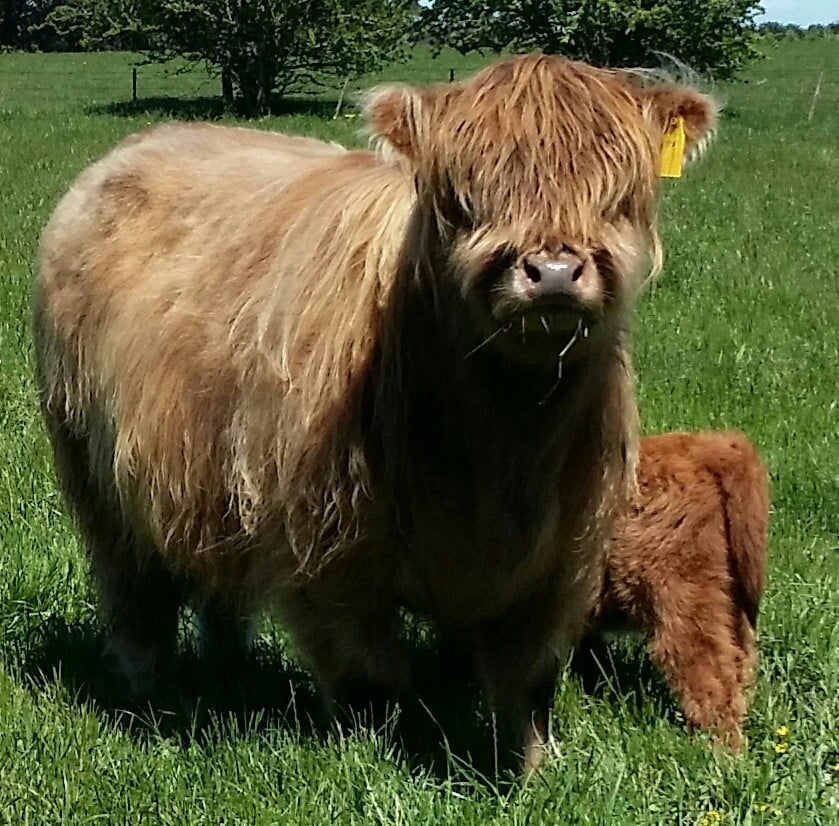 highland cattle breeds