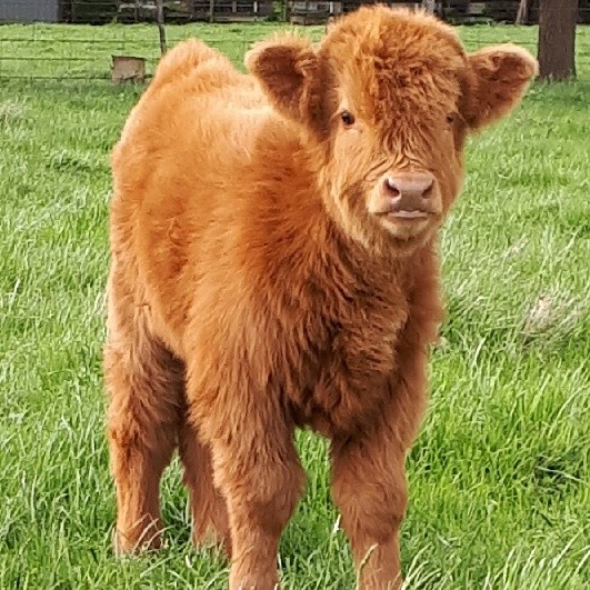 Cattle For Sale Victoria | Pregnancy - Poll Highland