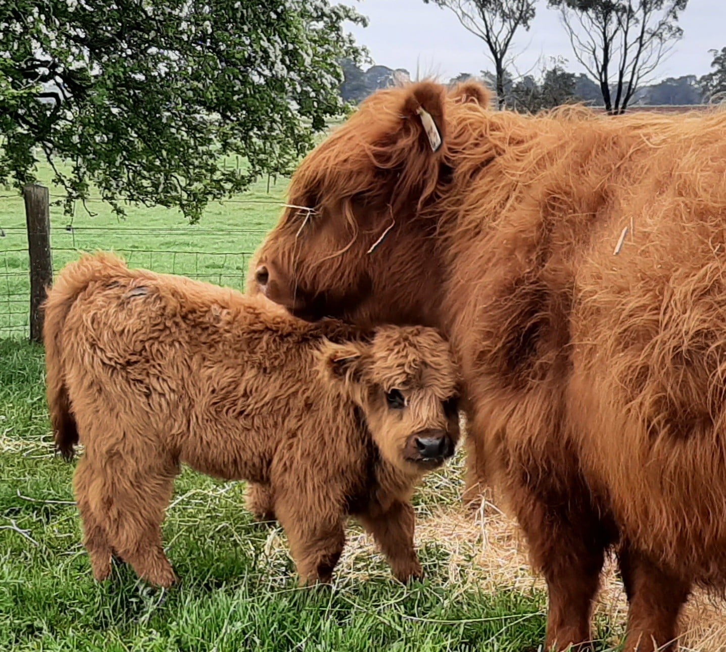 Poll Highland Cattle are Scottish Highland for Sale - Poll Highland