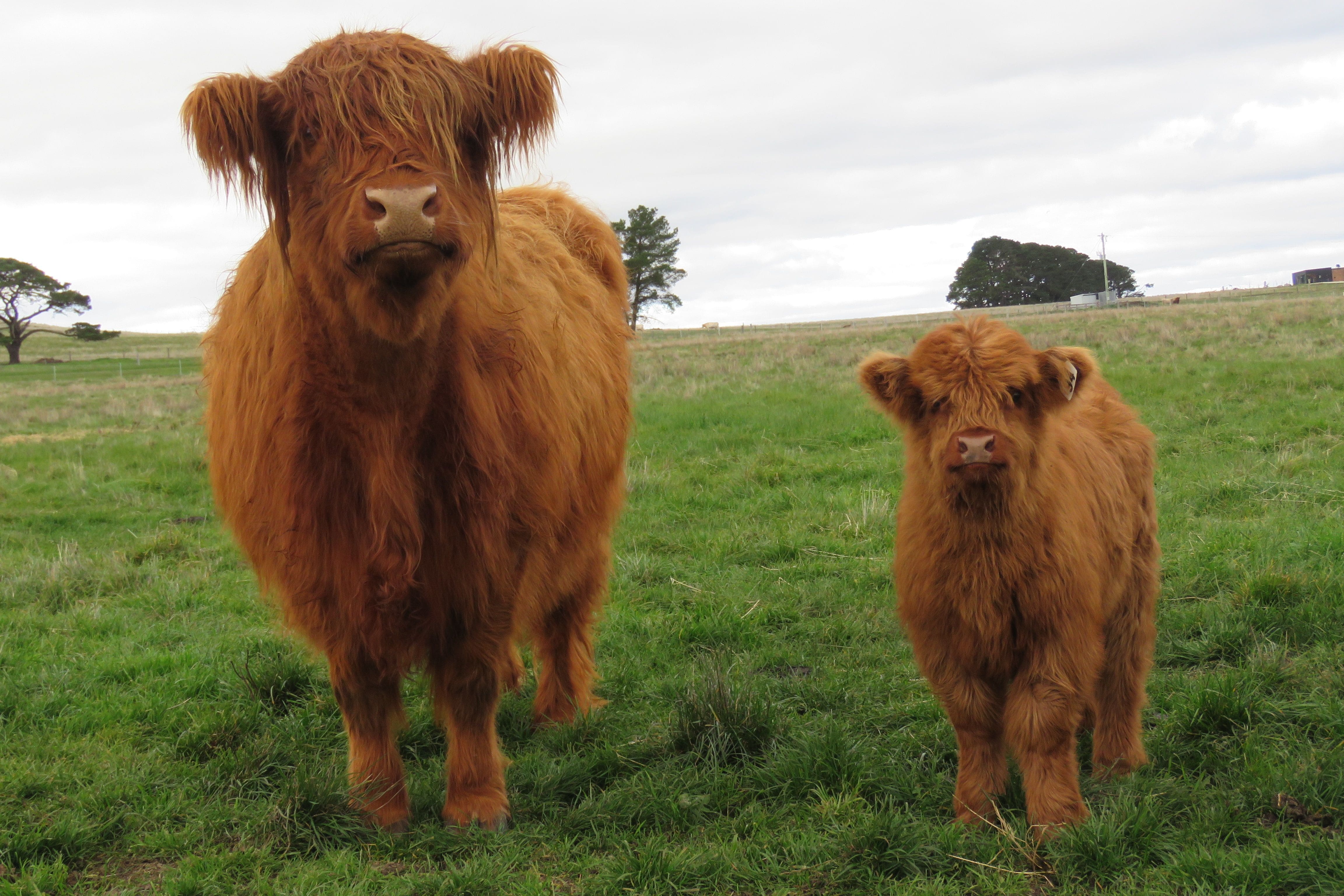 Poll Highland Cattle are Scottish Highland for Sale - Poll Highland