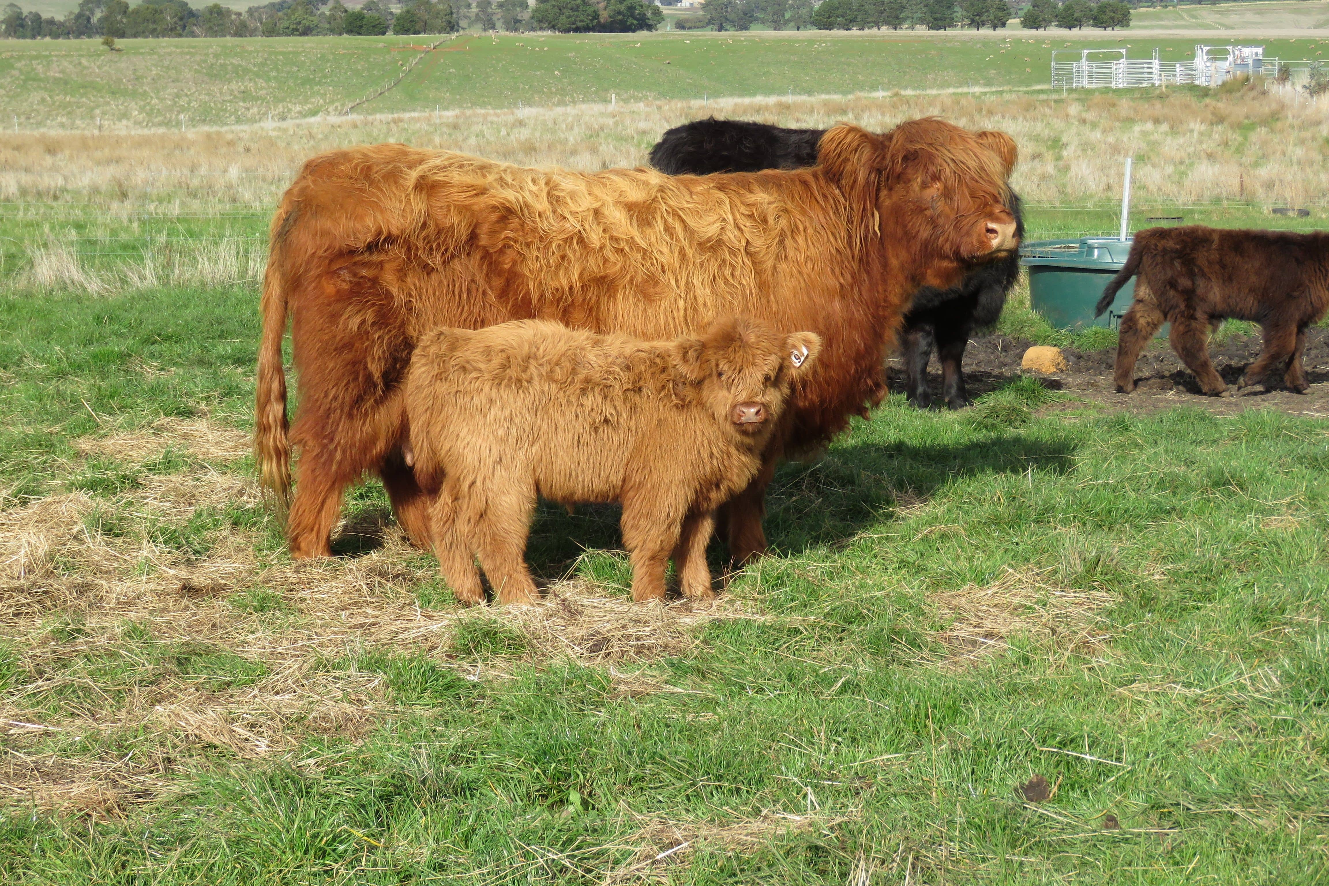 long haired cattle without horns